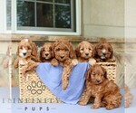 Small #1 Cavapoo