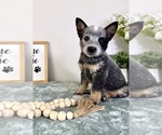 Small #4 Australian Cattle Dog