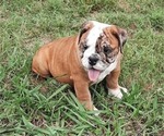 Small #15 Bulldog