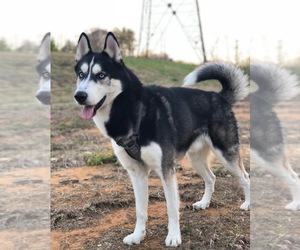 Father of the Siberian Husky puppies born on 03/12/2025