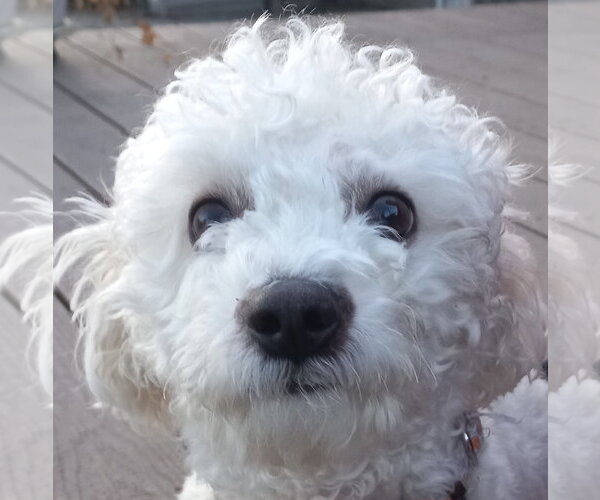 Medium Photo #1 Bichon Frise-Unknown Mix Puppy For Sale in Brooklyn Center, MN, USA