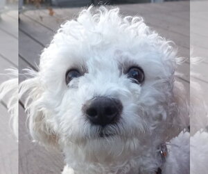 Bichon Frise-Unknown Mix Dogs for adoption in Brooklyn Center, MN, USA