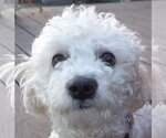 Small Bichon Frise Mix