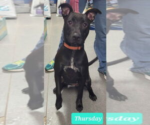 American Pit Bull Terrier Dogs for adoption in Richmond, IN, USA