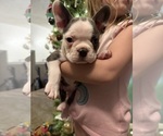 Small #10 French Bulldog