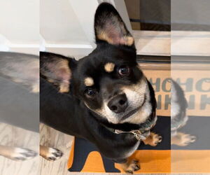French Bullhuahua Dogs for adoption in Salt Lake City, UT, USA