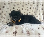 Small #4 Schnauzer (Miniature)
