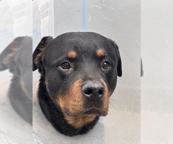 Medium Photo #1 Rottweiler-Unknown Mix Puppy For Sale in Las Vegas, NV, USA