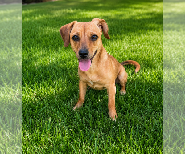 Medium Photo #1 Chiweenie Puppy For Sale in Corona, CA, USA