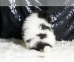 Small #6 Pomeranian
