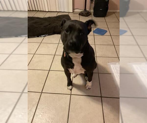 Medium Photo #1 Labrador Retriever-Unknown Mix Puppy For Sale in San Antonio, TX, USA