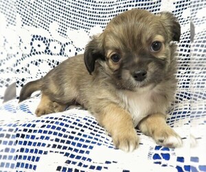 Chihuahua Puppy for Sale in GROVESPRING, Missouri USA
