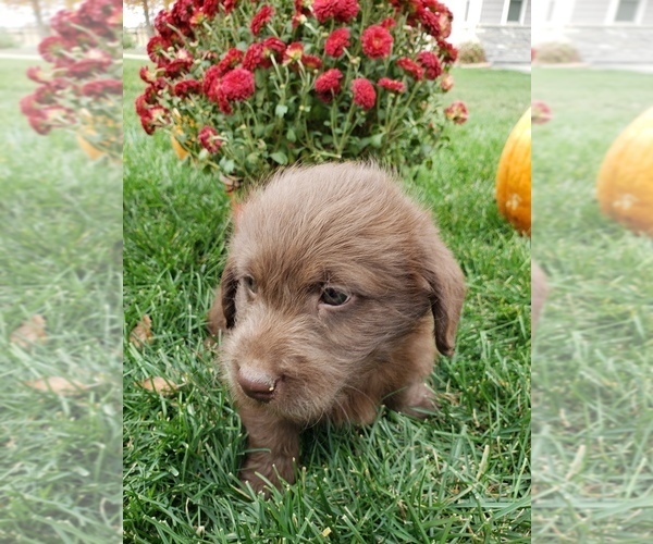 Medium Photo #2 Miniature Labradoodle Puppy For Sale in GRABILL, IN, USA