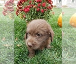 Small Photo #2 Miniature Labradoodle Puppy For Sale in GRABILL, IN, USA