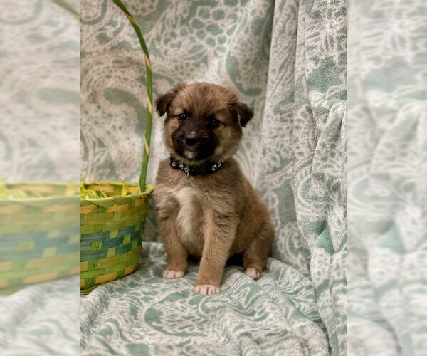 Medium Photo #1 Labrador Retriever-Unknown Mix Puppy For Sale in Duluth, MN, USA