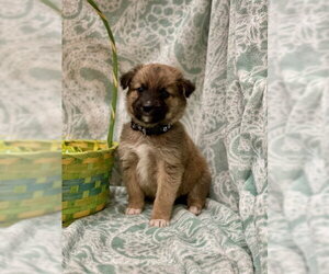 Labrador Retriever-Unknown Mix Dogs for adoption in Duluth, MN, USA