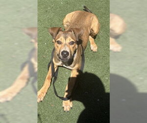 PEDRO - Male German Shepherd Dog-Unknown Mix Dog for Adoption - Photo #2