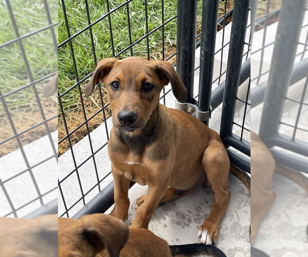 Medium Photo #4 German Shepherd Dog-Unknown Mix Puppy For Sale in Bolivar, MO, USA