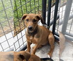 Small #3 German Shepherd Dog Mix