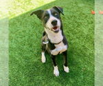 Small #2 Border Collie Mix
