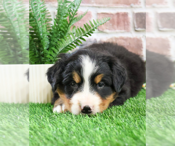 Medium Photo #3 Bernese Mountain Dog Puppy For Sale in SYRACUSE, IN, USA