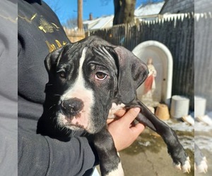 Bullboxer Pit Puppy for sale in EAST PROVIDENCE, RI, USA