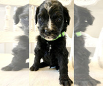 Small Photo #2 Bernedoodle Puppy For Sale in WALNUT GROVE, MO, USA