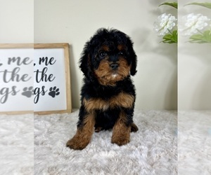 Cavapoo Puppy for sale in GREENFIELD, IN, USA