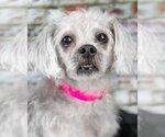 Small #1 Poodle (Miniature) Mix