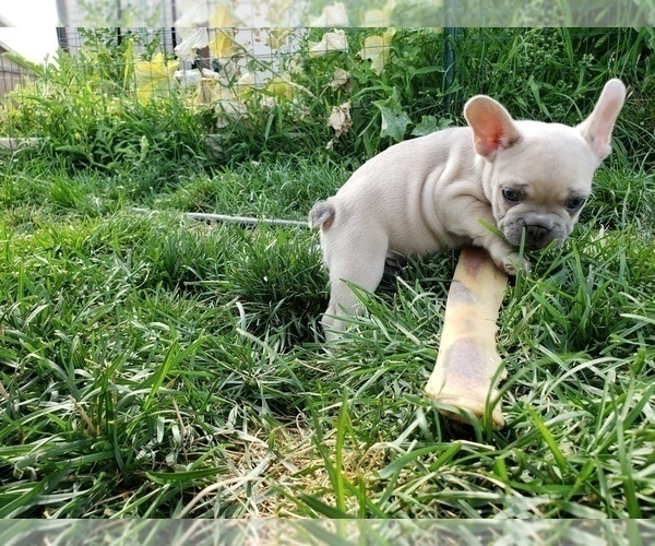 Medium Photo #8 French Bulldog Puppy For Sale in PASCO, WA, USA