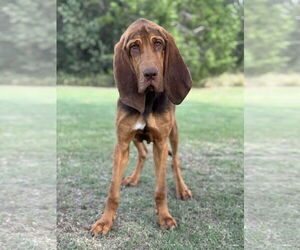 Bloodhound Dogs for adoption in PIPE CREEK, TX, USA