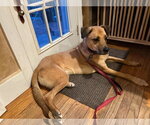 Small Photo #4 Mutt Puppy For Sale in Woodbury, NY, USA