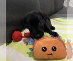 Huckleberry Finn Pup - Huck - Male Labrador Retriever-Unknown Mix Dog for Adoption - Small photo