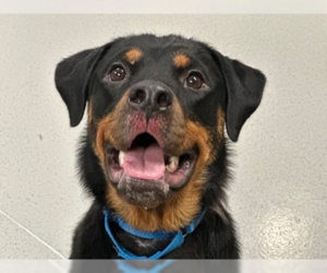 Rottweiler Dogs for adoption in Hillsboro, NH, USA