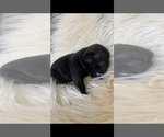 Small Photo #2 French Bulldog Puppy For Sale in HIGHLAND, CA, USA
