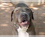 Small #1 American Pit Bull Terrier