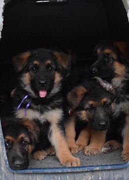 Medium Photo #17 German Shepherd Dog Puppy For Sale in FOREST GROVE, OR, USA