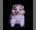 Small Photo #27 Pomeranian Puppy For Sale in WARSAW, IN, USA
