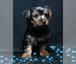 Yorkshire Terrier Puppy for sale in ROCK VALLEY, IA, USA