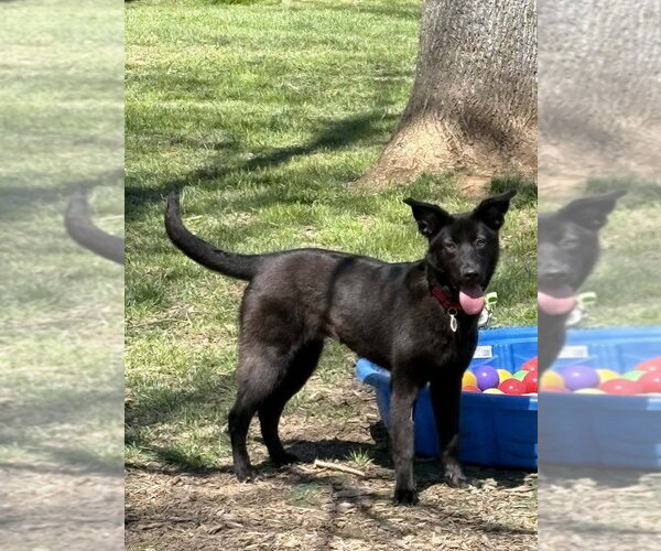 Medium Photo #7 Mutt Puppy For Sale in Candler, NC, USA