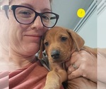 Puppy Yellow Girl Rhodesian Ridgeback