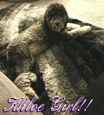 Mother of the Labradoodle puppies born on 04/18/2018