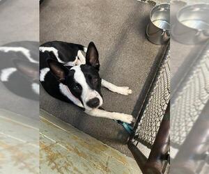 Mutt Dogs for adoption in Stockton, CA, USA