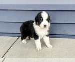 Small Photo #7 Australian Shepherd Puppy For Sale in LODA, IL, USA