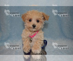 Small Photo #5 Maltipoo Puppy For Sale in SANGER, TX, USA