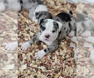 Alapaha Blue Blood Bulldog Puppy for sale in ROSHARON, TX, USA