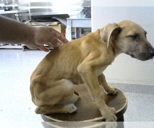 Labrador Retriever-Unknown Mix Dogs for adoption in Pasadena, TX, USA