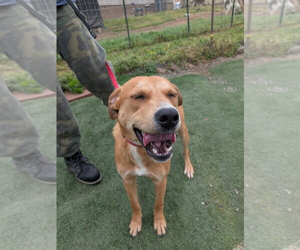 Medium Photo #2 Labrador Retriever-Unknown Mix Puppy For Sale in garner, NC, USA