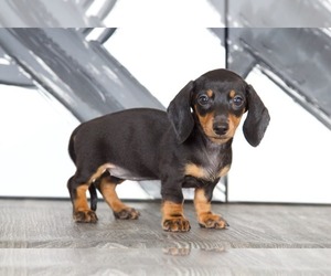 Dachshund Puppy for sale in BEL AIR, MD, USA