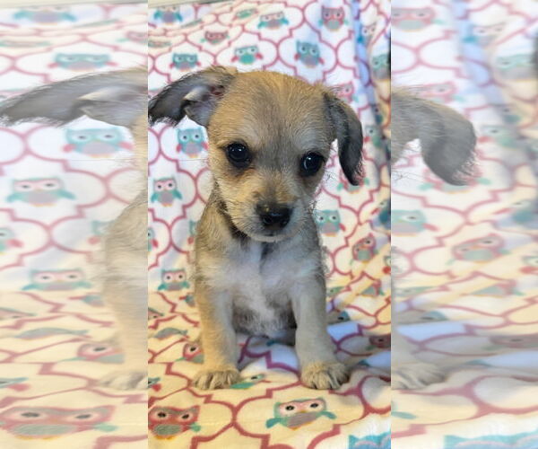 Medium Photo #7 Chihuahua-Unknown Mix Puppy For Sale in Pacolet, SC, USA